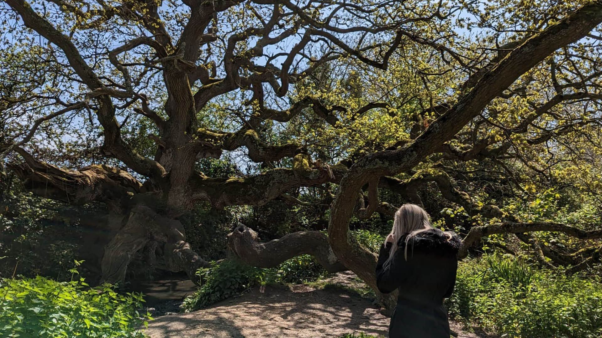 The Dragon Tree