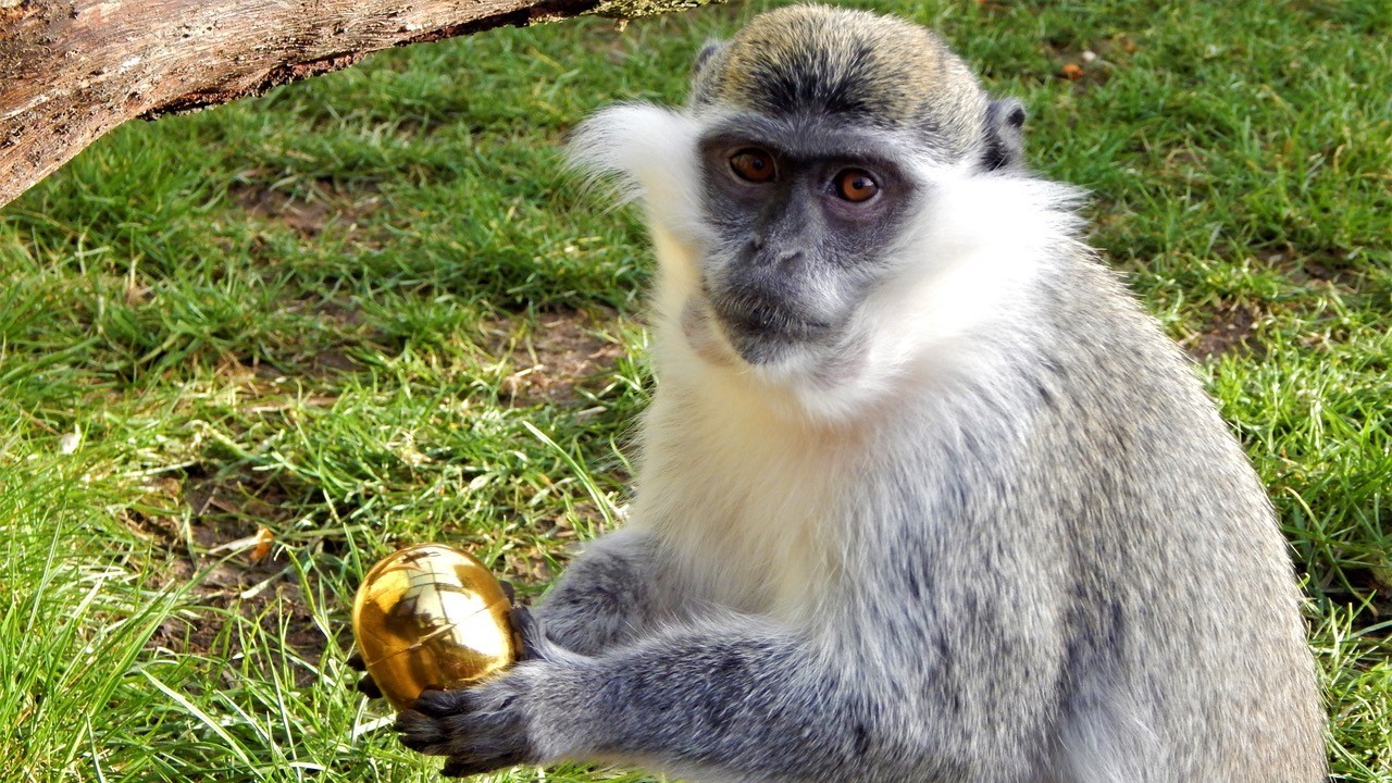 Monkey Haven