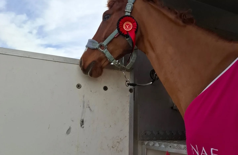 Vectis equestrian club horse at ferry