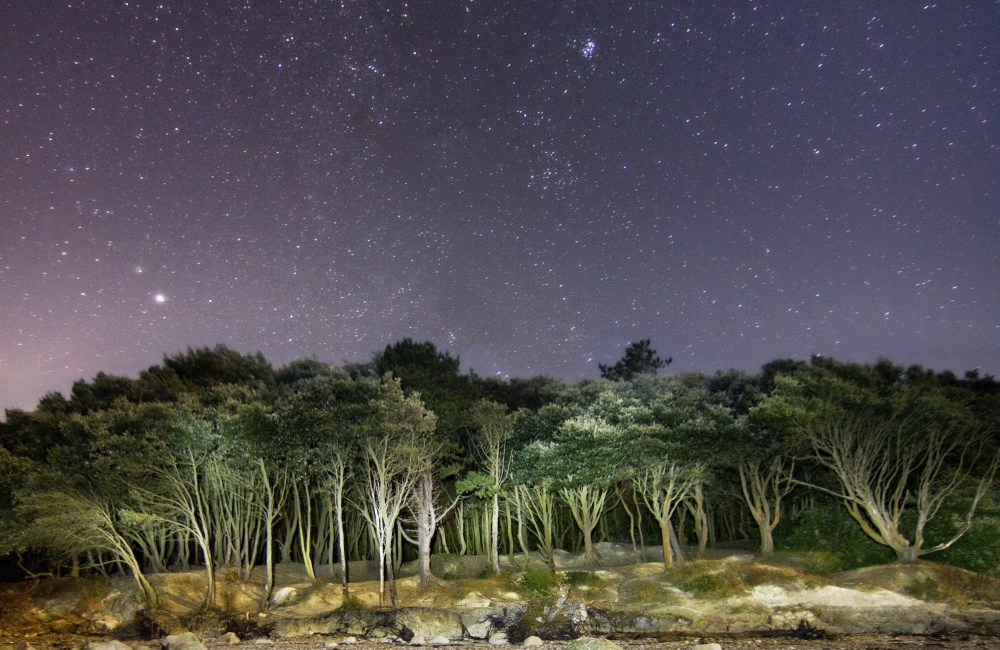 starry sky over woodland at fort victoria