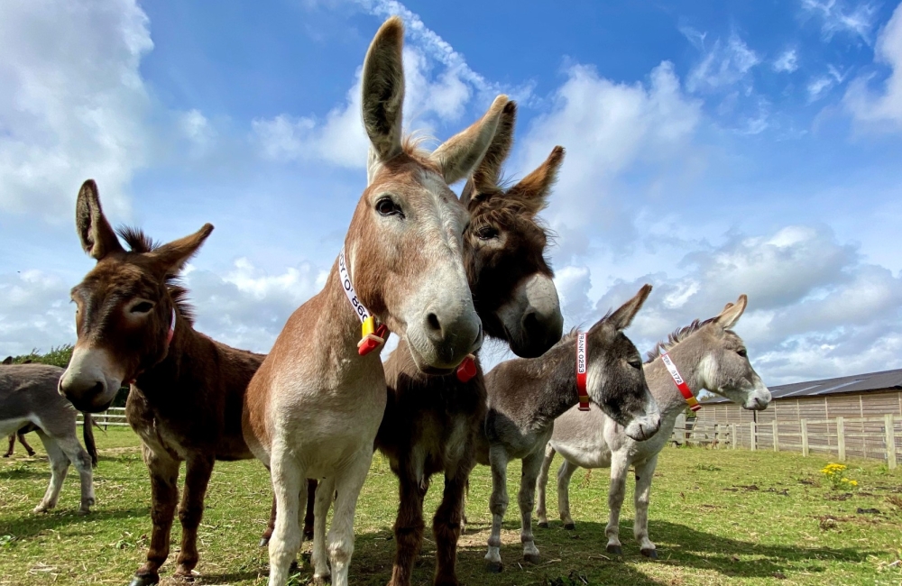 group of donkeys