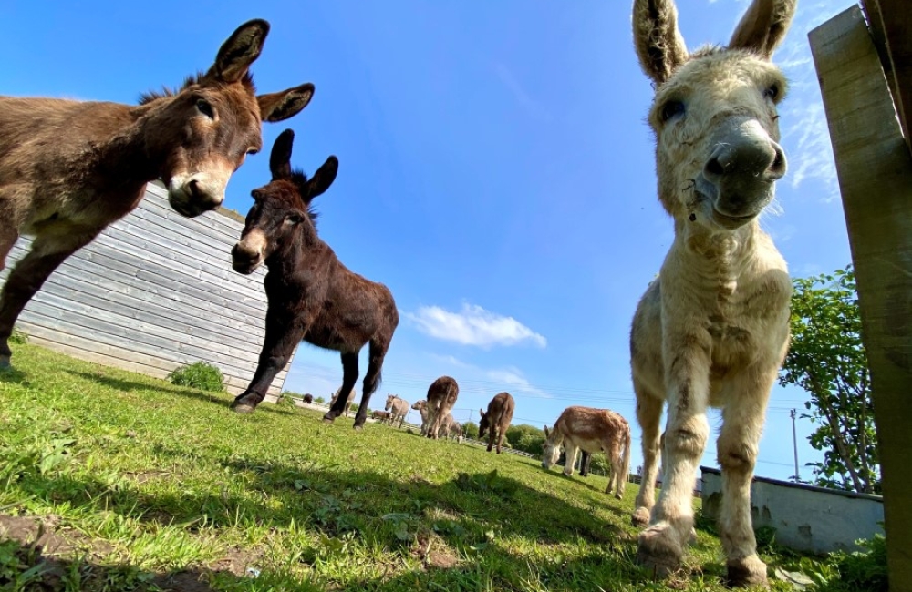 IOW Donkey Sanctuary