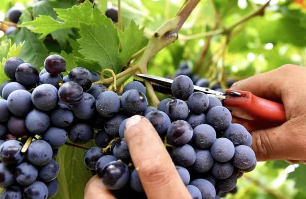 grapes