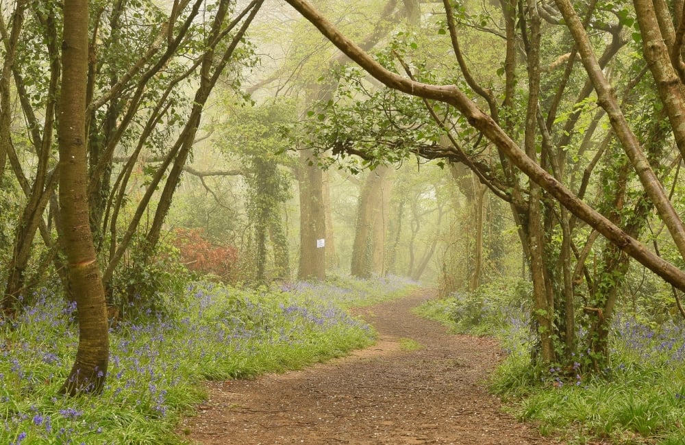 borthwood_copse