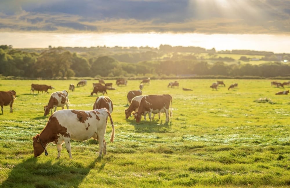 cows in a field