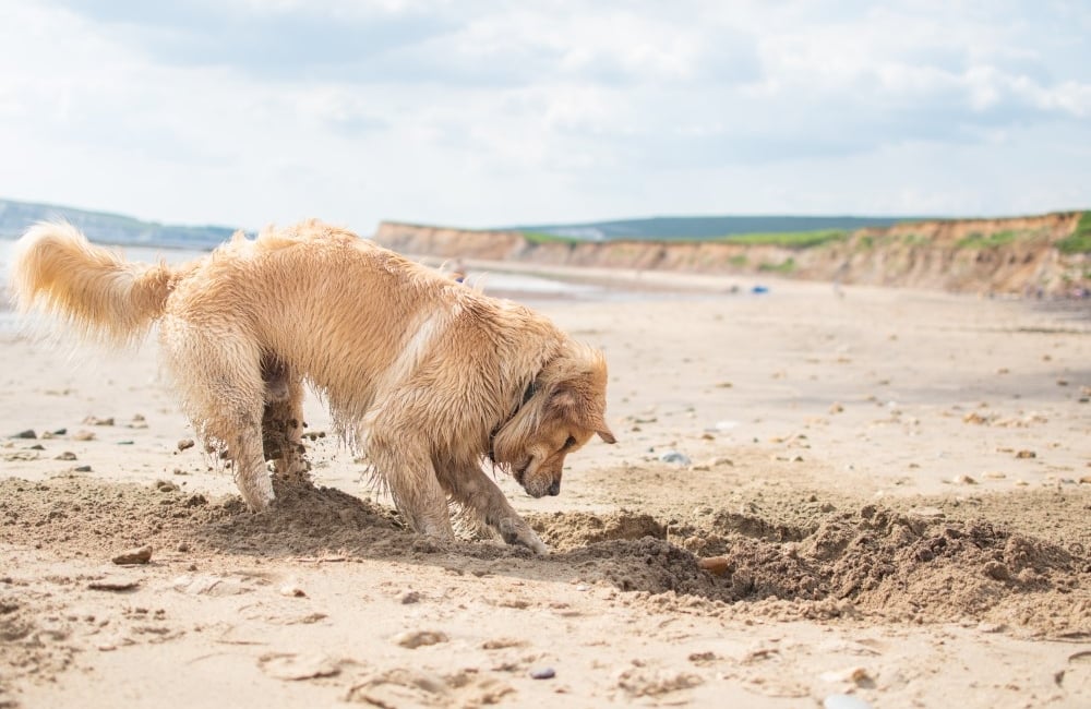Deku at Brook Beach