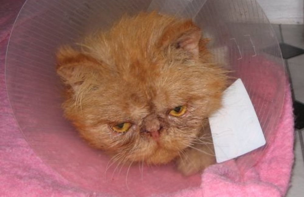 cat with head collar on