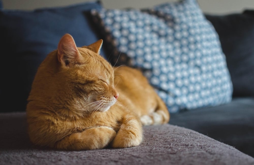 cat sat on a soft asleep