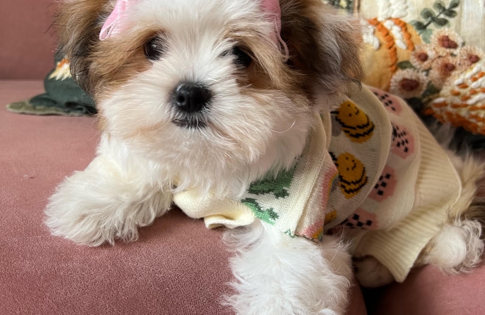 puppy