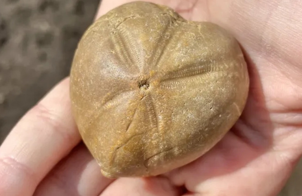 fossil walks