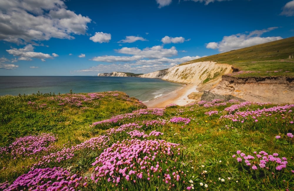 wild flowers looking out to sea with cliffs and beach in the background