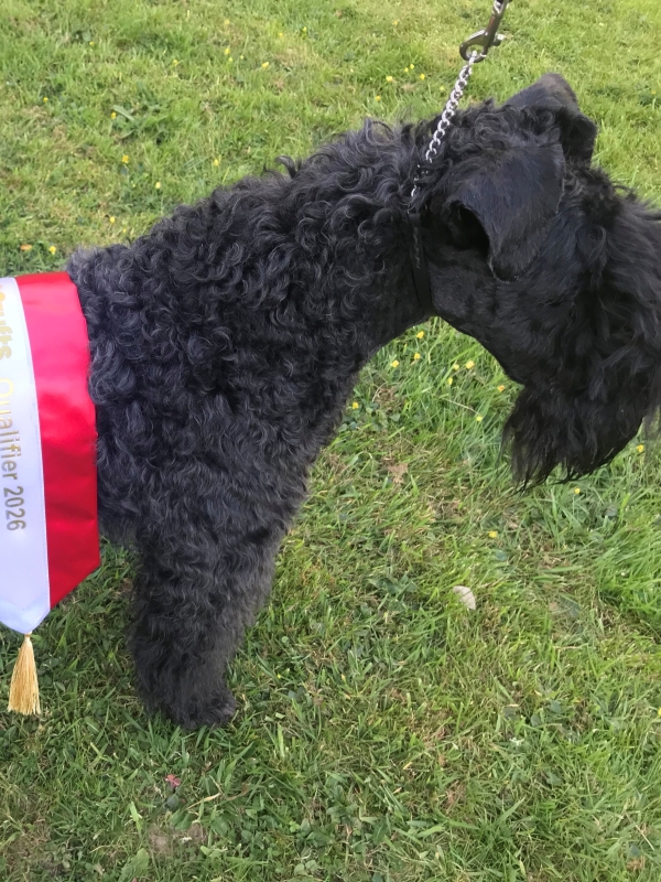 emma the kerry blue terrier CRUFTS