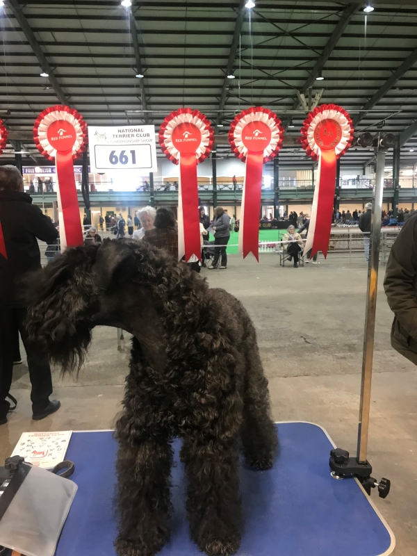Emma the kerry blue terrier in competition
