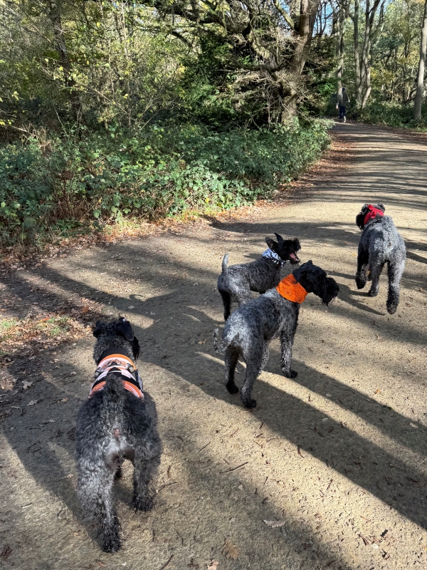Kerry Blue Terriers