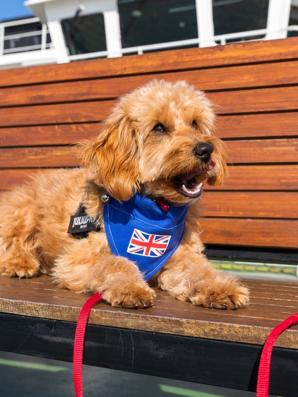 Dog on the outder deck