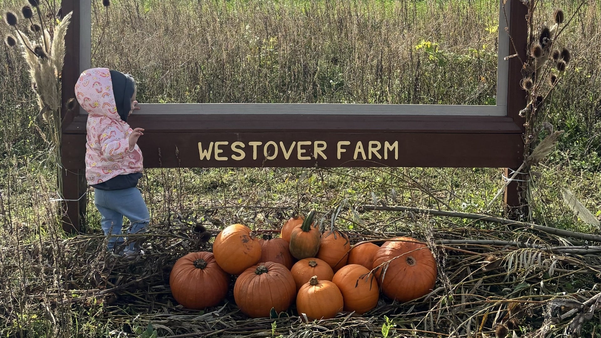 a pile of pumpkins