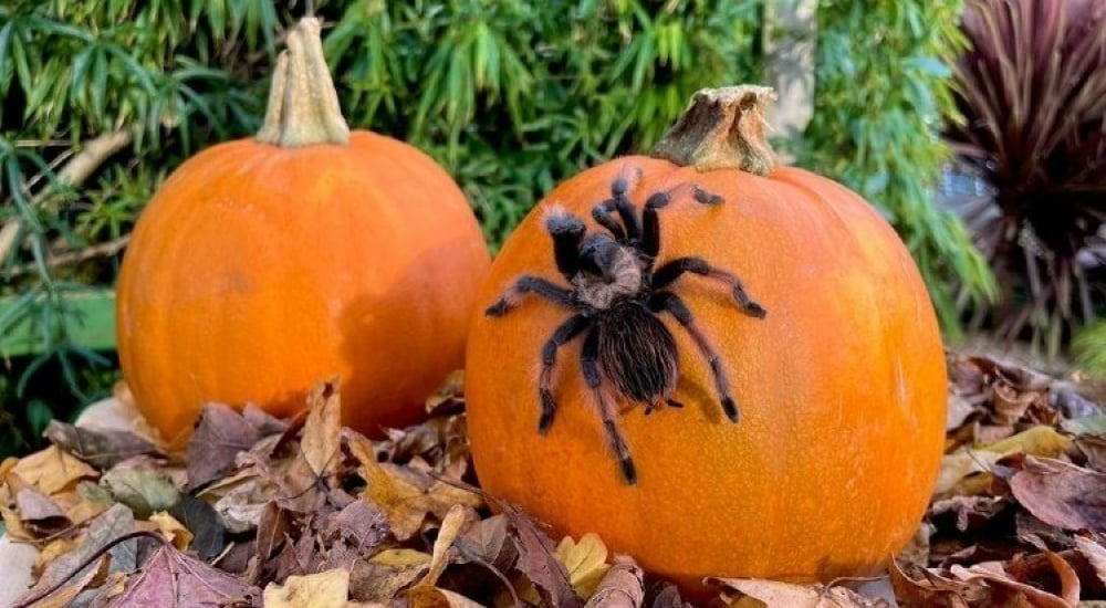 spiders with pumpkins