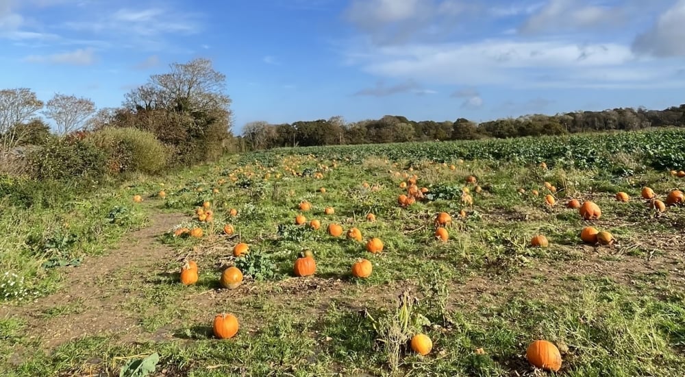 pumpkins in a field